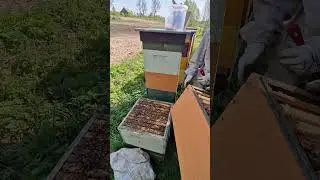 Способ против роения пчёл! #пчеловодство #beekeeper #пчёлы #bee #2024 #beekeeping #роение