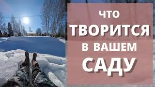 РОЗЫ ПОД ТОЛЩЕЙ СНЕГА! Откапывать не буду. 6 марта 2024 г.