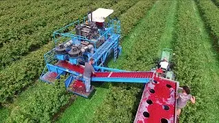 Red & Black Currant Harvest - MaVeBo Lewedorp | SFM Technology Harvester