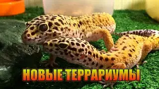 КАКОЙ ТЕРРАРИУМ ПОДОЙДЕТ ДЛЯ ПАРЫ ЭУБЛЕФАРОВ /НОВЫЕ ТЕРРАРИУМЫ ДЛЯ РЕПТИЛИЙ /СЕЗОН РАЗМНОЖЕНИЯ
