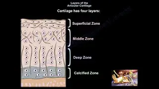 Layers of Articular Cartilage - Everything You Need To Know - Dr. Nabil Ebraheim