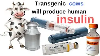 Transgenic cows will produce human insulin.#insülindirenci,#diabetesdisease