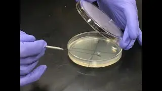 Spot Inoculation of a Plate from Broth