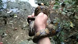 a juvenile reticulated python released in the wild