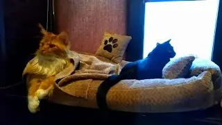 Мейн кун Степа и кот Тихон. Отдых тоже дело важное.