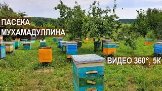 Пасека Мухамадуллина Саида. Среднерусская порода пчёл. Республика Татарстан. Видео 360°, 5K