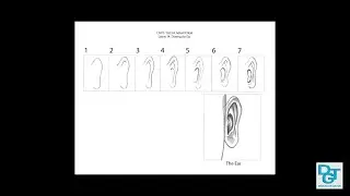 Drawing the Ear