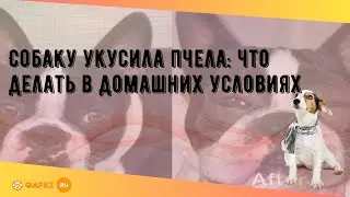 Собаку укусила пчела: что делать в домашних условиях