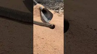 Amazing new Snake Trap 