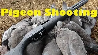 Pigeon Shooting on Pea Stubble