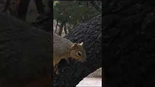 A Squirrel's Gotta Do