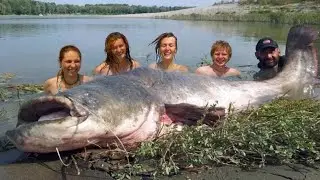 Mammoth Record Catfish 230 pound - HD by Yuri Grisendi