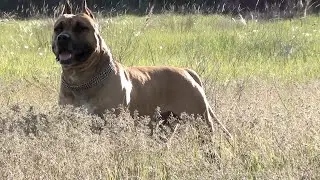 Плакали даже мужики!!! Хозяин посвятил эту песню СВОЕЙ СОБАКЕ!!!