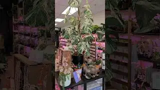 Plant Shopping at The Plant Ward in Worcester, MA 🌿 part 1 #jaclynnsjungle #plantshopping #plants