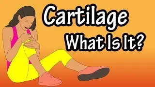 What Is Cartilage - Functions Of Cartilage - Types Of Cartilage - Structure Of Cartilage