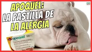 💘 APOQUEL FOR ITCHY DOGS 💘 DOSE, MECHANISM OF ACTION, COMPOSITION, SIDE EFFECTS