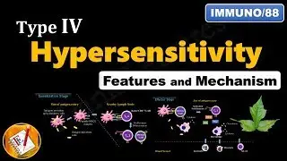 Type IV Hypersensitivity Reactions: Features and Mechanism (FL-Immuno/88)