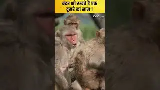 बंदर भी रखते हैं एक दूसरे का नाम ! कैसे जानिए यहां #shortsfeed   #monkey