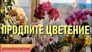A remedy that will surely help to extend an orchid bloom. A unique multivitamin for orchids
