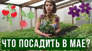 Что посадить в мае в открытый грунт?