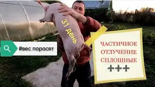 Частичное отлучение - как это работает 🤔❓Взвесили с батей поросят ради интереса