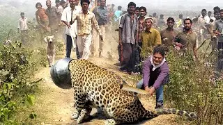 Leopard Risked His Life to Rush into a Dog Hunting Village and Sustained the Wrath of the Aborigines