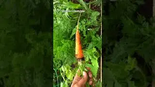 Kuroda Carrots: From Garden to Plate #shorts