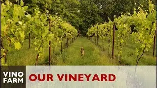 Our Vineyard Story - A Dream Meets Reality