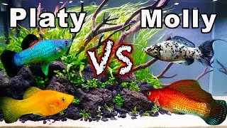 Platy vs Molly Fish: Consider These Aspects BEFORE You Buy!