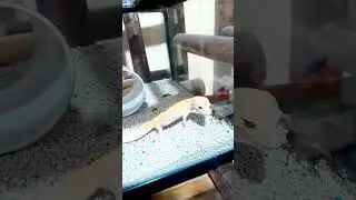 gecko berburu jangkrik