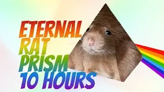 Eternal Rat Prism 10 Hours