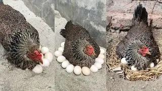 hen harvesting eggs at sand and successfully hatched 🐥🐥🐥