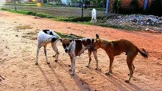 Awesome Rural Dogs !! Dog Meeting for the Summer Season in Village.