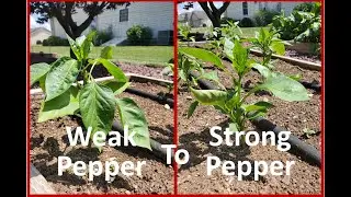 See How Topping Peppers Makes Stronger Plants