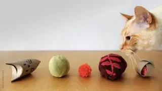 5 Easy Cat Toys Under 3 Minutes