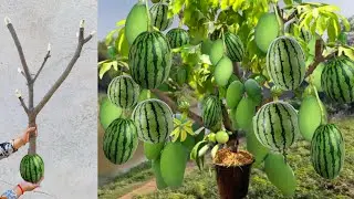 Great technique for grafting Mango tree and watermelon fruit with banana & pumpkin