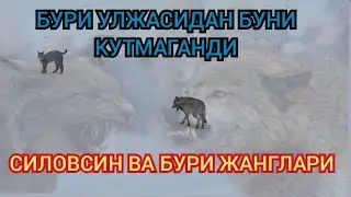 Бури улжасидан буни кутмаганди! Бури ва силовсин жанглари 