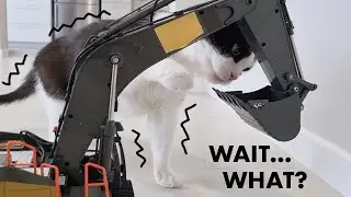 Cat's Reaction to a Moving Excavator... Surprise!