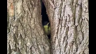 Необычное гнездо большой синицы (Parus major). Надо ли спасать нелетающих птенцов синиц.