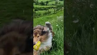 Rough Collie in the long grass