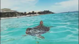 Swimming With The Sea Turtles and Tropical Fish in Mexico (Barcelo Maya Palace Beach Resort Vlog)