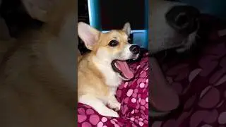 Коржиная Мудрость 😅 #корги #коргипемброк #shortsvideo