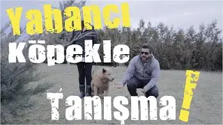 How to Meet a Foreign Dog