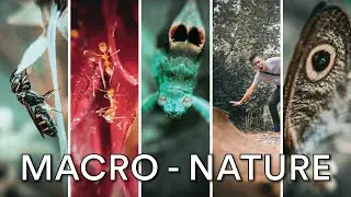 12 Nature MACRO PHOTOGRAPHY Ideas 🔎🐜 | mobile phone macro photography at your home garden!