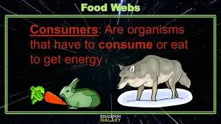 5th Grade - Science - Food Webs - Topic Overview