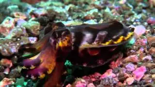 Octopus And Squid Nature Wildlife(full documentary)HD