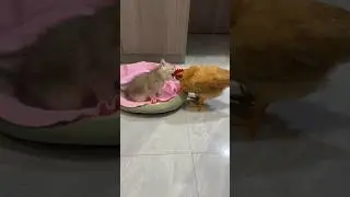 (Click below to watch the full version) chicken suspected that the kitten was dead