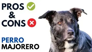 Perro Majorero Dog Pros and Cons | Majorero Dog Advantages and Disadvantages