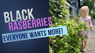 Tips to Grow Thousands of Black Raspberries