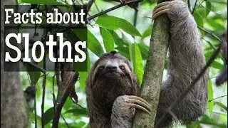 Sloth Facts for Kids | Classroom Learning Video